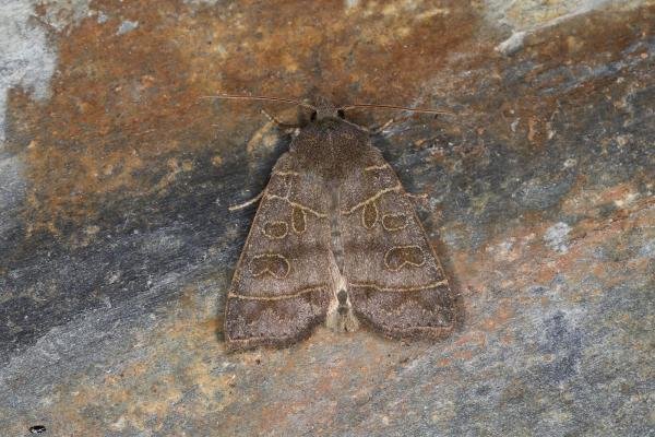 Olive (Ipimorpha subtusa), adult. Ouston, 31-07-2023. Copyright Verna Atkinson. Olive (Ipimorpha subtusa), adult. Ouston, 31-07-2023. Copyright Verna Atkinson.