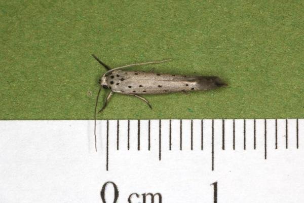 Orchard Ermine (Yponomeuta padella), adult. Ouston, 14-07-2022. Copyright Verna Atkinson.