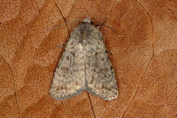 Pale Mottled Willow (Caradrina clavipalpis), adult. Ouston, 31-10-2019. Copyright Verna Atkinson.