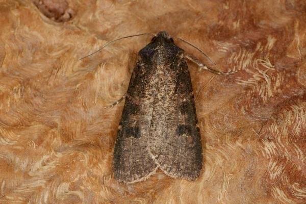 Pearly Underwing (Peridroma saucia), adult. Chester-le-Street, 06-06-2022. Copyright Verna Atkinson. Pearly Underwing (Peridroma saucia), adult. Chester-le-Street, 06-06-2022. Copyright Verna Atkinson.