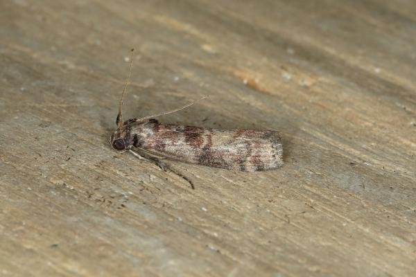 Phycita roborella, adult. Ouston, 23-07-2018. Copyright Verna Atkinson. Phycita roborella, adult. Ouston, 23-07-2018. Copyright Verna Atkinson.