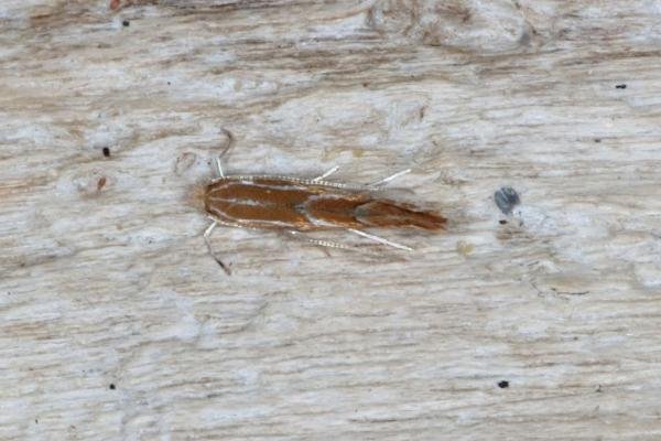 Firethorn Leaf Miner (Phyllonorycter leucographella), adult. Ouston, 28-05-2016. Copyright Verna Atkinson. Firethorn Leaf Miner (Phyllonorycter leucographella), adult. Ouston, 28-05-2016. Copyright Verna Atkinson.