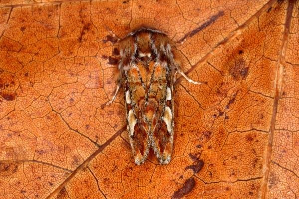 Pine Beauty (Panolis flammea), adult. Ouston, 20-03-2016. Copyright Verna Atkinson. Pine Beauty (Panolis flammea), adult. Ouston, 20-03-2016. Copyright Verna Atkinson.
