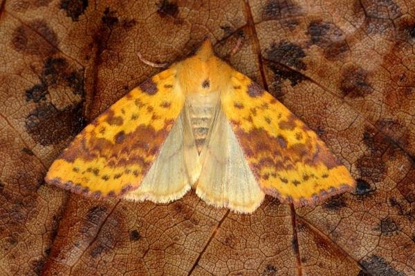 Pink-barred Sallow (Xanthia togata), adult. Ouston, 09-09-2019. Copyright Verna Atkinson. Pink-barred Sallow (Xanthia togata), adult. Ouston, 09-09-2019. Copyright Verna Atkinson.