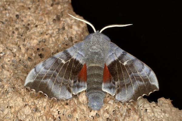 Poplar Hawk-moth (Laothoe populi), adult. Ouston, 22-05-2019. Copyright Verna Atkinson. Poplar Hawk-moth (Laothoe populi), adult. Ouston, 22-05-2019. Copyright Verna Atkinson.