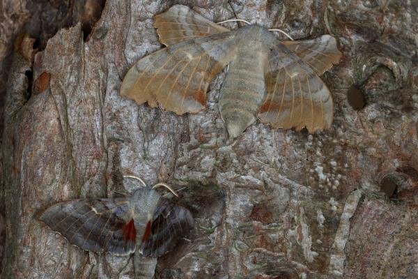 Poplar Hawk-moth (Laothoe populi), adult, female. Ouston, 14-07-2019. Copyright Verna Atkinson.