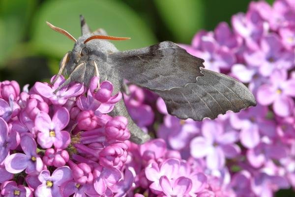 Poplar Hawk-moth (Laothoe populi), adult. Ouston, 15-05-2018. Copyright Verna Atkinson.