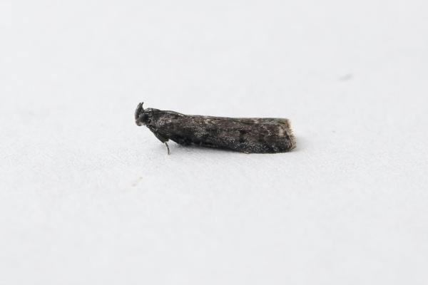 Matilella fusca, adult. Ouston, 08-09-2018. Copyright Verna Atkinson. Matilella fusca, adult. Ouston, 08-09-2018. Copyright Verna Atkinson.