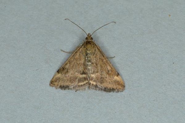 Pyrausta despicata, adult. Ouston, 17-07-2018. Copyright Verna Atkinson. Pyrausta despicata, adult. Ouston, 17-07-2018. Copyright Verna Atkinson.