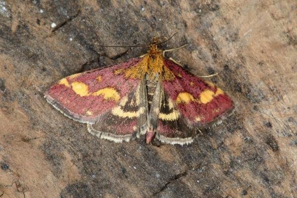 Pyrausta purpuralis, adult. Ouston, 15-07-2018. Copyright Verna Atkinson. Pyrausta purpuralis, adult. Ouston, 15-07-2018. Copyright Verna Atkinson.