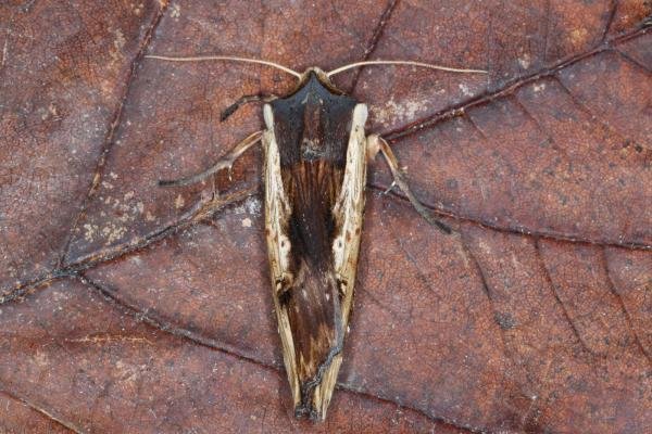 Red Sword-grass (Xylena vetusta), adult. Ouston, 18-10-2016. Copyright Verna Atkinson. Red Sword-grass (Xylena vetusta), adult. Ouston, 18-10-2016. Copyright Verna Atkinson.