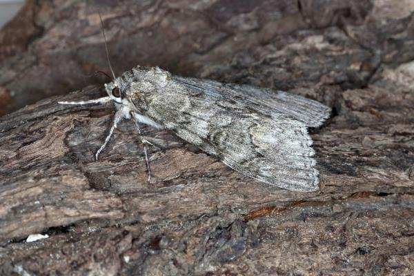 Red Underwing (Catocala nupta), adult. Ouston, 04-10-2015. Copyright Verna Atkinson. Red Underwing (Catocala nupta), adult. Ouston, 04-10-2015. Copyright Verna Atkinson.
