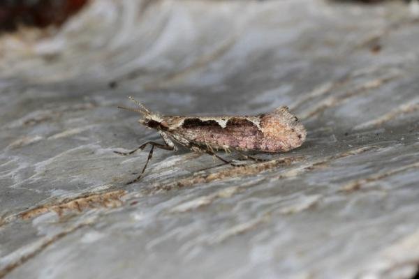 Rhigognostis incarnatella, adult. Ouston, 22-03-2021. Copyright Verna Atkinson. Rhigognostis incarnatella, adult. Ouston, 22-03-2021. Copyright Verna Atkinson.