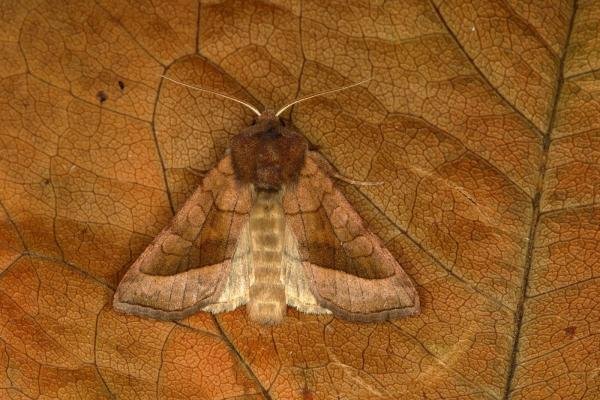 Rosy Rustic (Hydraecia micacea), adult. Ouston, 15-09-2018. Copyright Verna Atkinson. Rosy Rustic (Hydraecia micacea), adult. Ouston, 15-09-2018. Copyright Verna Atkinson.
