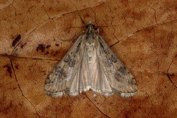 Rush Veneer (Nomophila noctuella), adult. Ouston, 10-10-2019. Copyright Verna Atkinson.