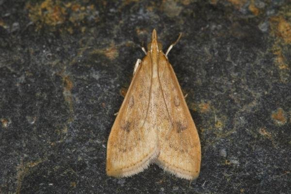 Rusty-dot Pearl (Udea ferrugalis), adult. Ouston, 10-10-2021. Copyright Verna Atkinson.