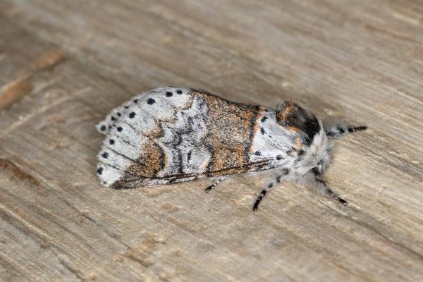 Sallow Kitten (Furcula furcula), adult. Ouston, 04-08-2019. Copyright Verna Atkinson.