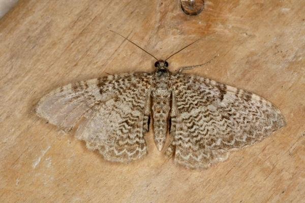 Scallop Shell (Rheumaptera undulata), adult. Ouston, 15-07-2020. Copyright Verna Atkinson. Scallop Shell (Rheumaptera undulata), adult. Ouston, 15-07-2020. Copyright Verna Atkinson.