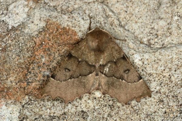 Scalloped Hazel (Odontopera bidentata), adult. Ouston, 17-05-2020. Copyright Verna Atkinson. Scalloped Hazel (Odontopera bidentata), adult. Ouston, 17-05-2020. Copyright Verna Atkinson.