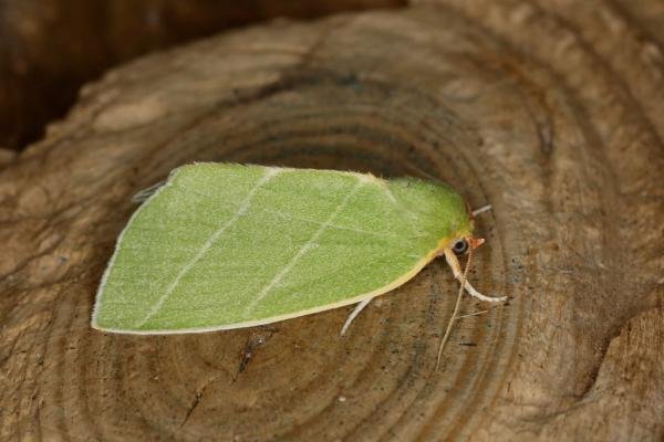 Scarce Silver-lines (Bena bicolorana), adult. Ouston, 08-07-2020. Copyright Verna Atkinson. Scarce Silver-lines (Bena bicolorana), adult. Ouston, 08-07-2020. Copyright Verna Atkinson.