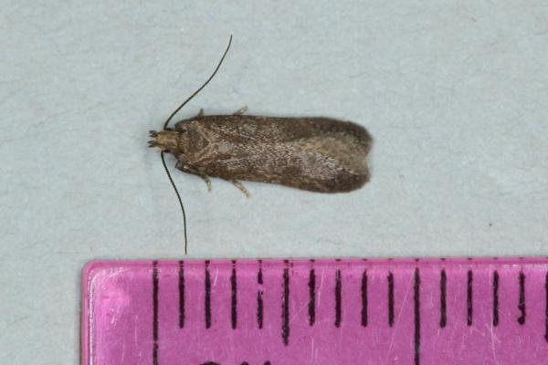 Scrobipalpa acuminatella, adult. Ouston, 29-05-2017. Copyright Verna Atkinson.