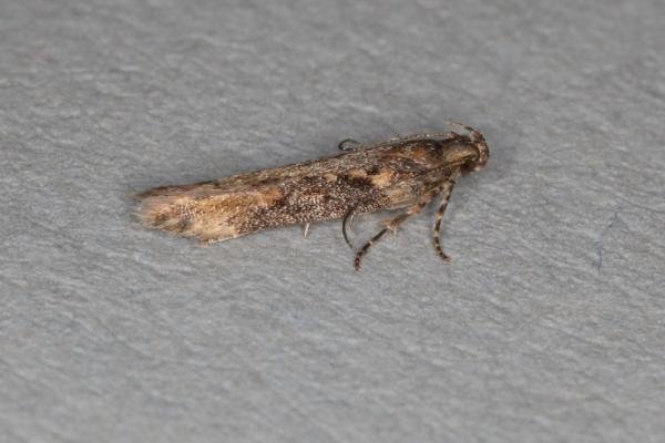 Scrobipalpa costella, adult. Ouston, 08-06-2017. Copyright Verna Atkinson. Scrobipalpa costella, adult. Ouston, 08-06-2017. Copyright Verna Atkinson.