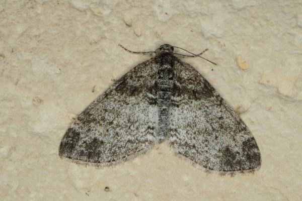 Seraphim (Lobophora halterata), adult. Ouston, 26-05-2020. Copyright Verna Atkinson.