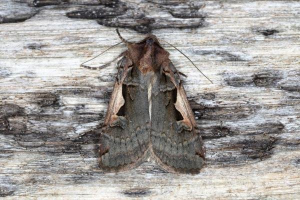 Setaceous Hebrew Character (Xestia c-nigrum), adult. Ouston, 27-05-2016. Copyright Verna Atkinson. Setaceous Hebrew Character (Xestia c-nigrum), adult. Ouston, 27-05-2016. Copyright Verna Atkinson.