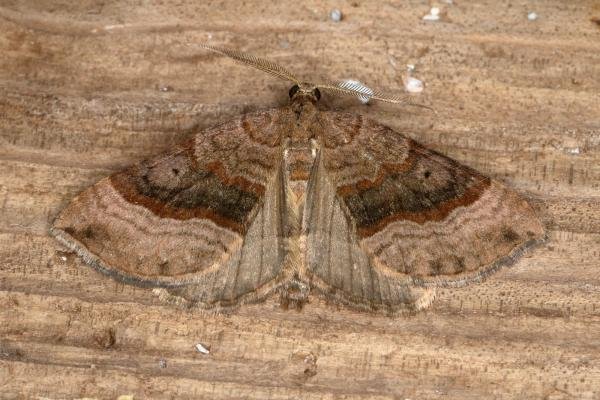 Shaded Broad-bar (Scotopteryx chenopodiata), adult. Ouston, 16-06-2019. Copyright Verna Atkinson.