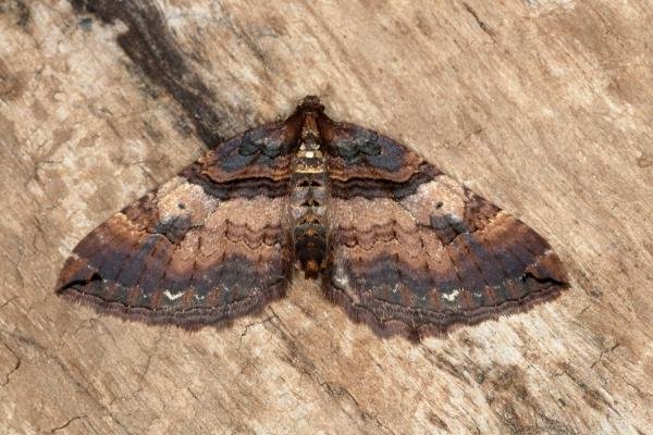 Shoulder Stripe (Earophila badiata), adult. Ouston, 22-03-2019. Copyright Verna Atkinson. Shoulder Stripe (Earophila badiata), adult. Ouston, 22-03-2019. Copyright Verna Atkinson.