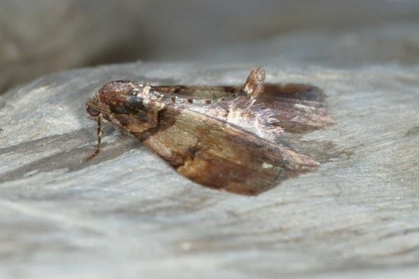Shoulder Stripe (Earophila badiata), adult. Ouston, 06-04-2016. Copyright Verna Atkinson.