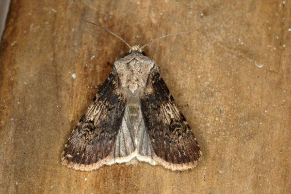 Shuttle-shaped Dart (Agrotis puta), adult. Ouston, 20-09-2019. Copyright Verna Atkinson. Shuttle-shaped Dart (Agrotis puta), adult. Ouston, 20-09-2019. Copyright Verna Atkinson.