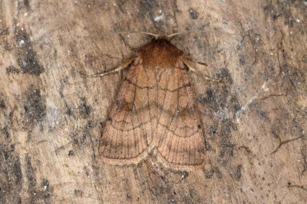 Six-striped Rustic (Xestia sexstrigata), adult. Ouston, 31-07-2017. Copyright Verna Atkinson. Six-striped Rustic (Xestia sexstrigata), adult. Ouston, 31-07-2017. Copyright Verna Atkinson.