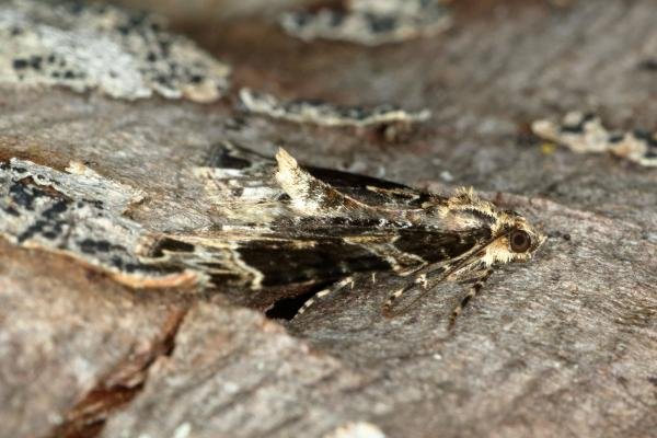 Small Phoenix (Ecliptopera silaceata), adult. Ouston, 16-05-2019. Copyright Verna Atkinson. Small Phoenix (Ecliptopera silaceata), adult. Ouston, 16-05-2019. Copyright Verna Atkinson.