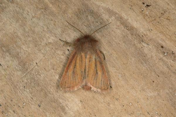 Small Wainscot (Denticucullus pygmina), adult. Ouston, 03-09-2018. Copyright Verna Atkinson. Small Wainscot (Denticucullus pygmina), adult. Ouston, 03-09-2018. Copyright Verna Atkinson.