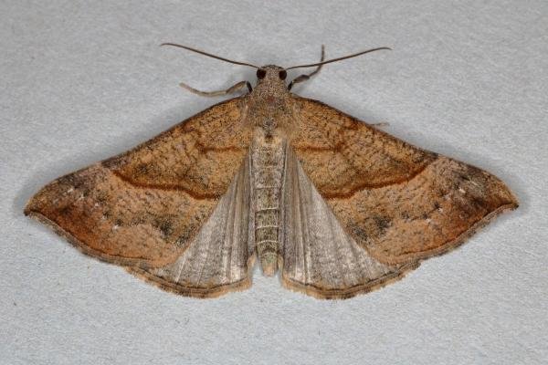 Snout (Hypena proboscidalis), adult. Ouston, 03-07-2019. Copyright Verna Atkinson. Snout (Hypena proboscidalis), adult. Ouston, 03-07-2019. Copyright Verna Atkinson.