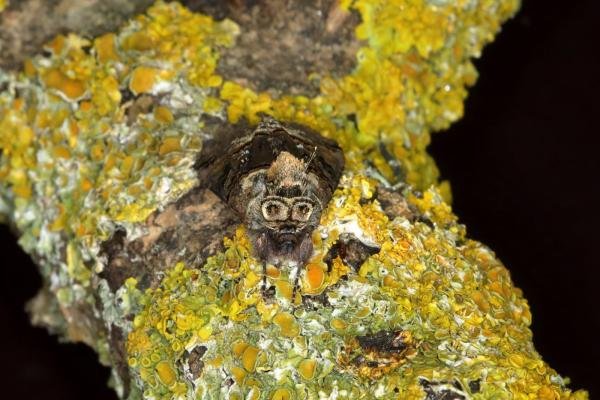 Spectacle (Abrostola tripartita), adult. Ouston, 27-05-2018. Copyright Verna Atkinson. Spectacle (Abrostola tripartita), adult. Ouston, 27-05-2018. Copyright Verna Atkinson.