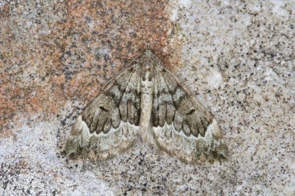 Spruce Carpet (Thera britannica), adult. Ouston, 17-06-2021. Copyright Verna Atkinson.