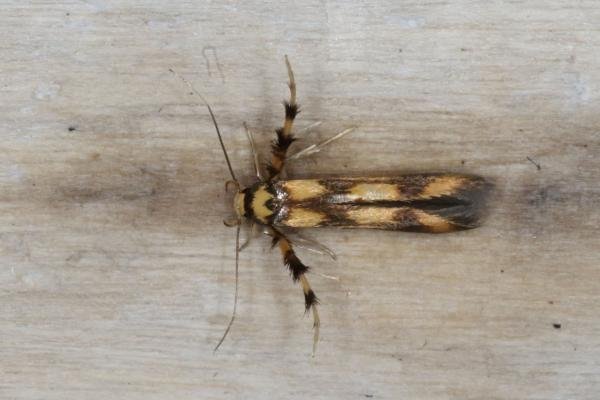 Stathmopoda pedella, adult. Ouston, 19-07-2016. Copyright Verna Atkinson. Stathmopoda pedella, adult. Ouston, 19-07-2016. Copyright Verna Atkinson.