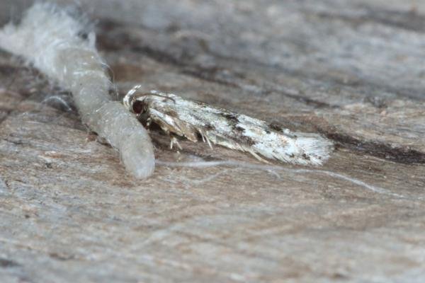 Stenolechia gemmella, adult. Ouston, 05-09-2016. Copyright Verna Atkinson. Stenolechia gemmella, adult. Ouston, 05-09-2016. Copyright Verna Atkinson.