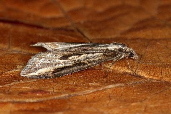 Streak (Chesias legatella), adult. Ouston, 25-10-2019. Copyright Verna Atkinson. Streak (Chesias legatella), adult. Ouston, 25-10-2019. Copyright Verna Atkinson.