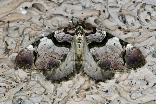 Streamer (Anticlea derivata), adult. Ouston, 24-04-2021. Copyright Verna Atkinson.
