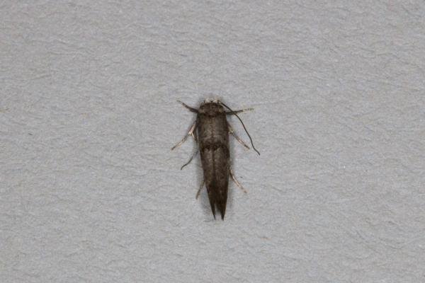 Swammerdamia pyrella, adult. Ouston, 19-07-2021. Copyright Verna Atkinson.