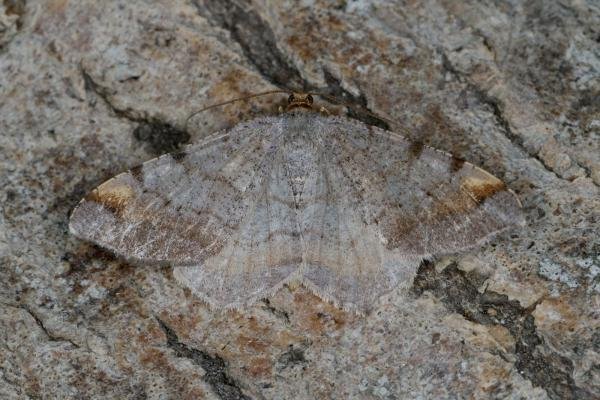 Tawny-barred Angle (Macaria liturata), adult. Ouston, 23-06-2022. Copyright Verna Atkinson.