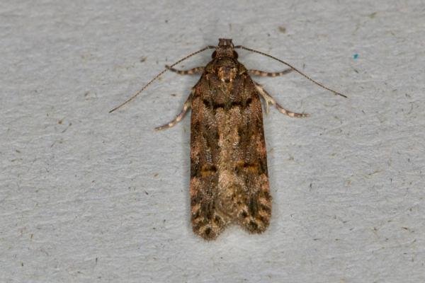 Teleiopsis diffinis, adult. Ouston, 15-06-2021. Copyright Verna Atkinson. Teleiopsis diffinis, adult. Ouston, 15-06-2021. Copyright Verna Atkinson.