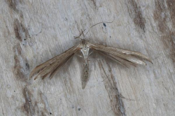 Twin-spot Plume (Stenoptilia bipunctidactyla), adult. Ouston, 24-08-2016. Copyright Verna Atkinson. Twin-spot Plume (Stenoptilia bipunctidactyla), adult. Ouston, 24-08-2016. Copyright Verna Atkinson.