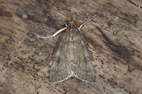 Udea prunalis, adult. Ouston, 25-07-2016. Copyright Verna Atkinson.