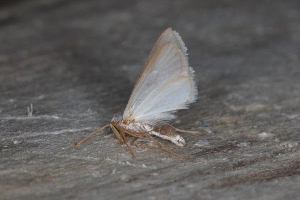 Water Veneer (Acentria ephemerella), adult. Ouston, 05-08-2016. Copyright Verna Atkinson. Water Veneer (Acentria ephemerella), adult. Ouston, 05-08-2016. Copyright Verna Atkinson.