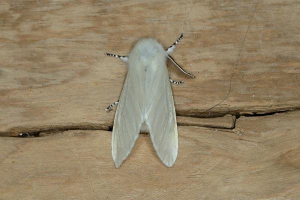 White Satin (Leucoma salicis), adult. Ouston, 07-07-2018. Copyright Verna Atkinson.