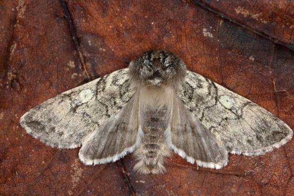 Yellow Horned (Achlya flavicornis), adult. Ouston, 15-03-2016. Copyright Verna Atkinson. Yellow Horned (Achlya flavicornis), adult. Ouston, 15-03-2016. Copyright Verna Atkinson.